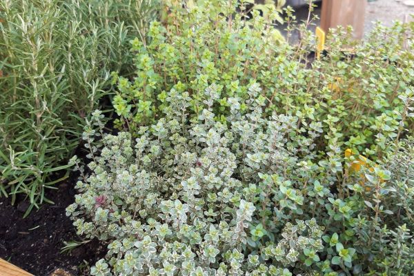 Au 46 Bretagne, maison d'hôtes écologique et table d'hôtes bio